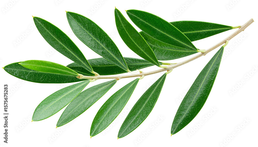 Naklejka premium High-resolution image of an olive tree branch with lush green leaves and subtle natural curvature — featuring realistic textures, soft lighting, and detailed veining