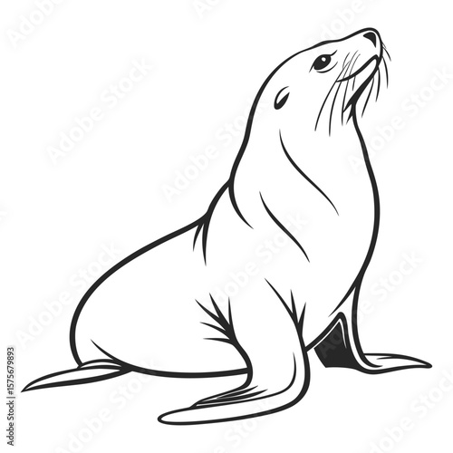Seal looking upwards marine mammal animal