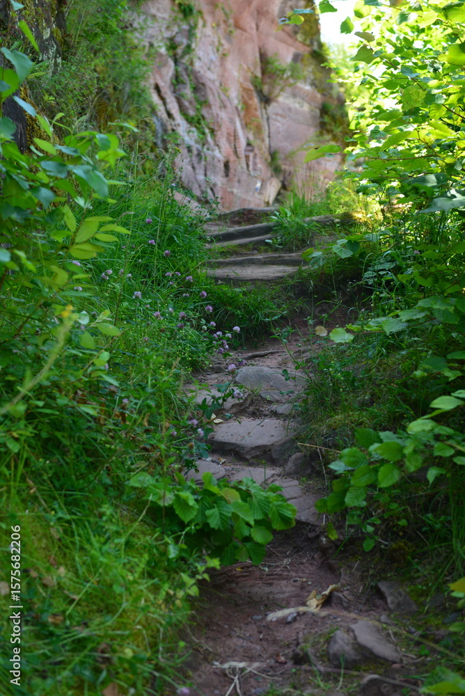 Fototapeta premium Pfälzer Wald_023 