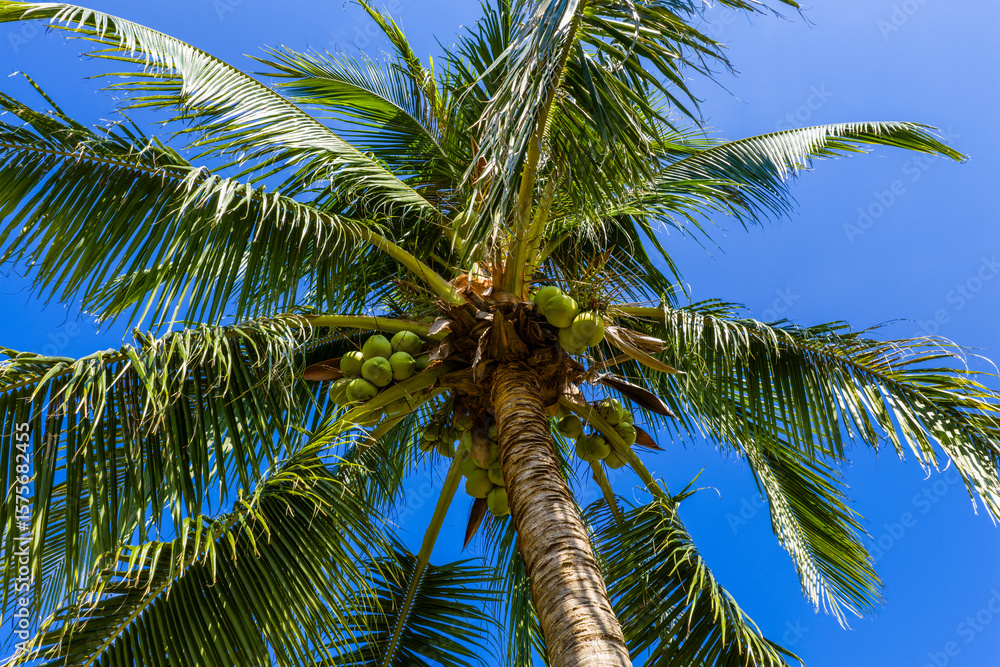 Fototapeta premium Coconut palm trees