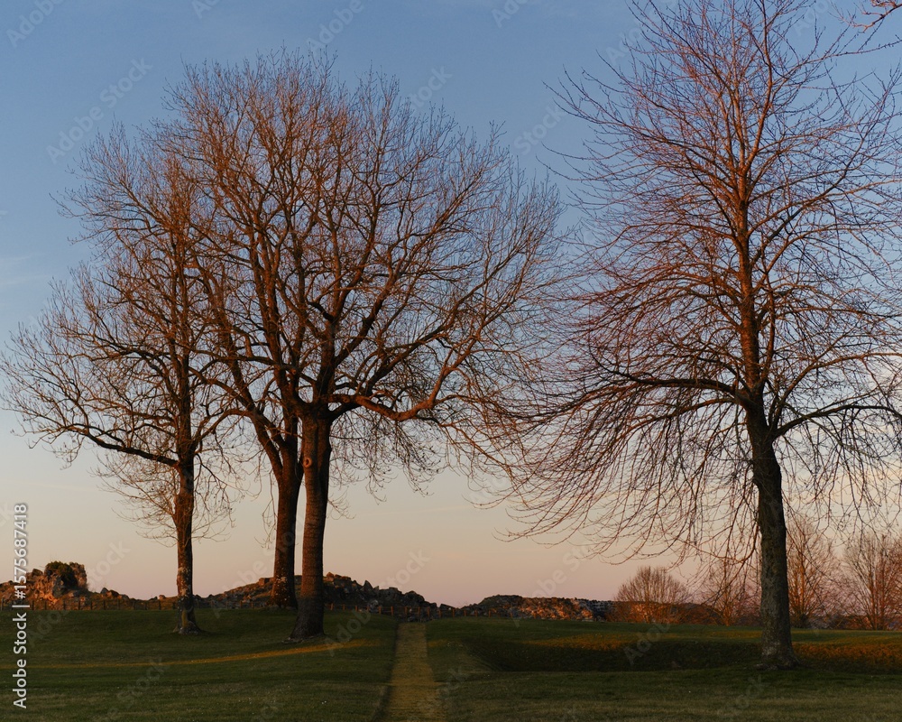 Fototapeta premium Three Bare Trees Silhouetted Against a Twilight Sky