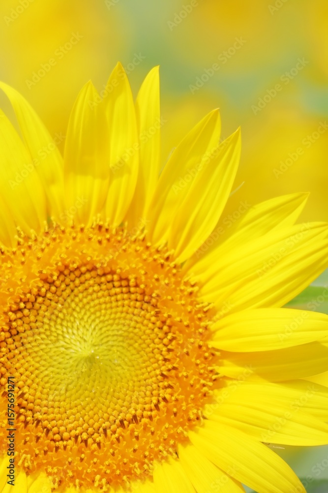 Obraz premium ひまわりの花のアップで夏イメージ 縦