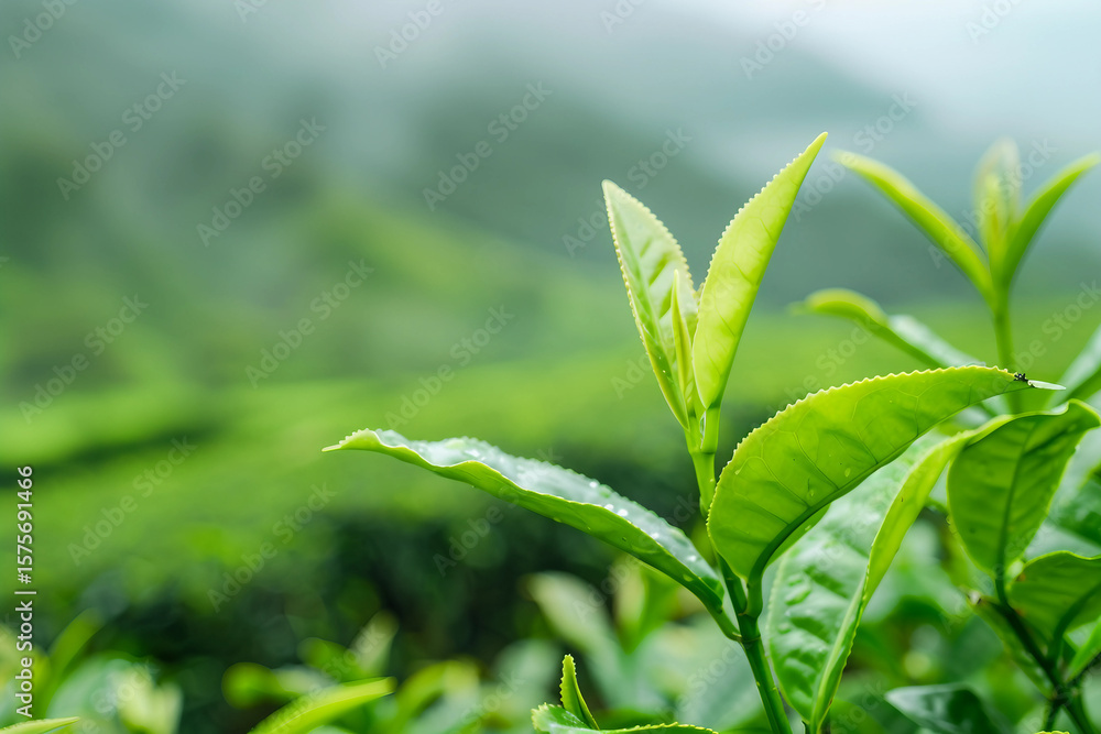 Indian women picking tea leaves in a tea plantation, generative ai image Indian women picking tea leaves in a tea plantation, generative ai image