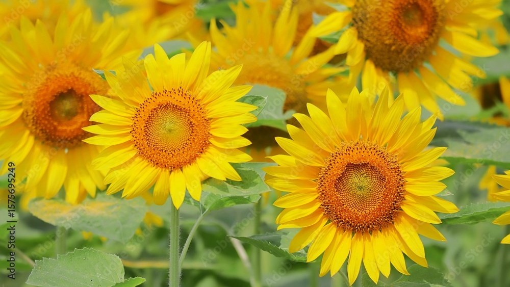 Fototapeta premium ひまわり畑の元気な向日葵の花