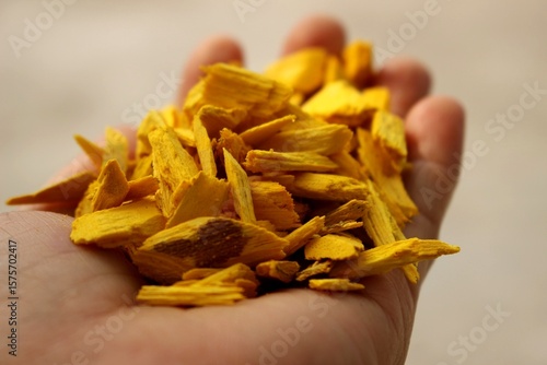 Fotografie Hand holding dried heartwood of yellow turmeric tree, traditional Thai herbal me
