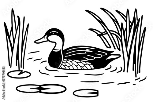 Wild duck gracefully swimming in a tranquil pond with gentle ripples and reflections