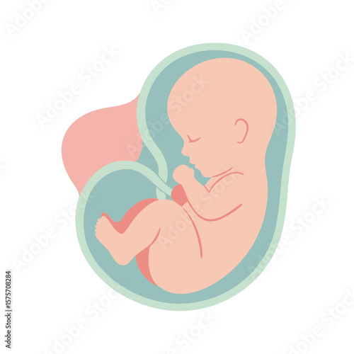 Fetus Floating in Amniotic Sac Flat Vector Isolated