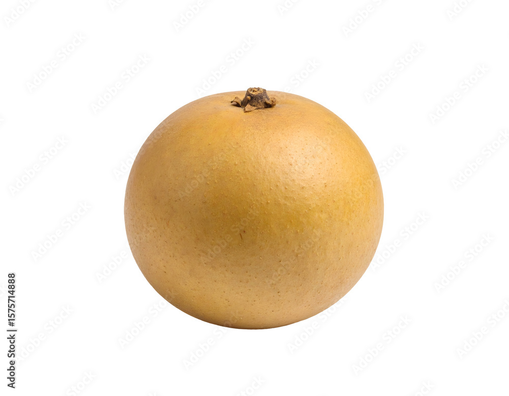 Fototapeta premium Single sapodilla fruit on black backdrop