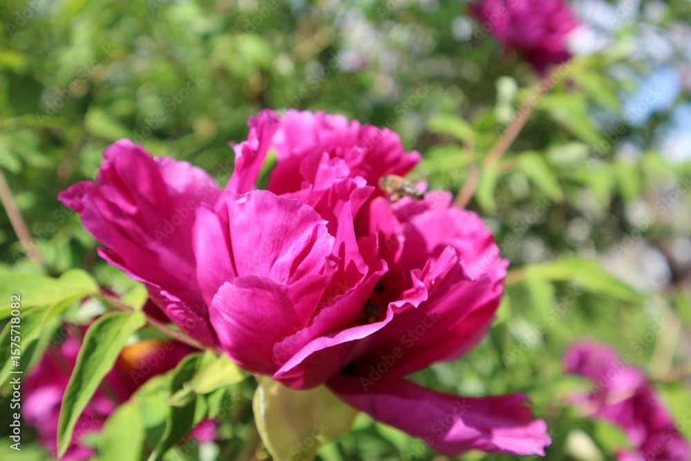 Fototapeta premium Vibrant Pink Peony in Bloom with a Bee