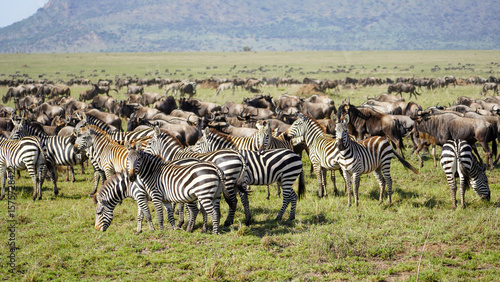 Majestic Zebras Gracefully Roaming Together Amongst a Herd on the Stretching African Savanna