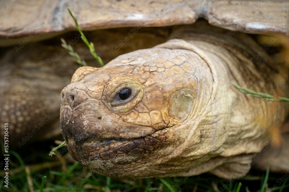 Close-up of a tortoise head with detailed texture. Close-up of a tortoise head with detailed texture.