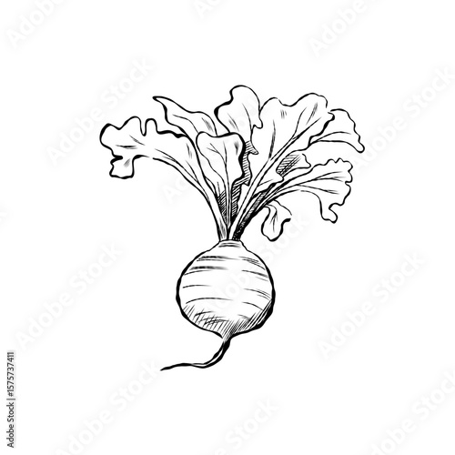 Cartoon vector illustration...
