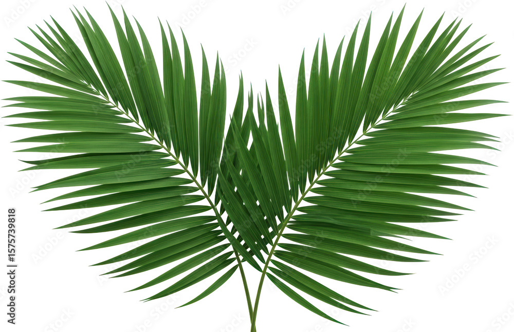 Obraz premium Two Lush Green Palm Fronds Forming A Symmetrical Shape Against A Transparent Background