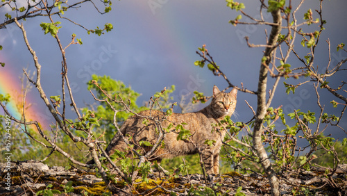 Obraz na plátne Lucky cat with rainbow symbolizing hope and new beginnings