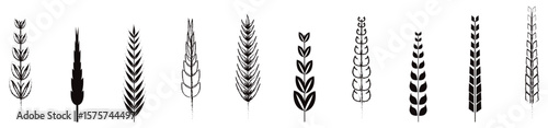 Wheat silhouette collection. Ear of wheat symbols. Wheat icon vector illustration. 