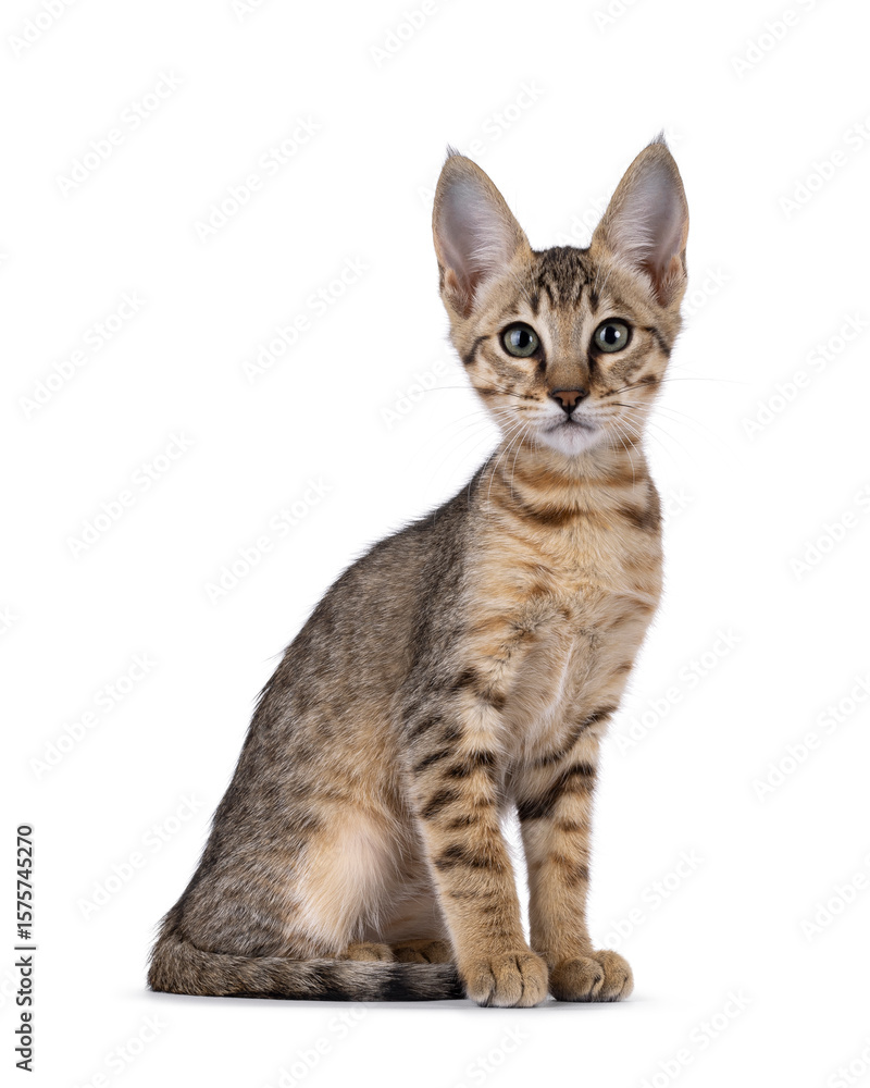 Obraz premium Beautiful warm toned Savannah cat kitten, sitting up side ways. Looking straight to camera with green eyes. Isolated on a white background.