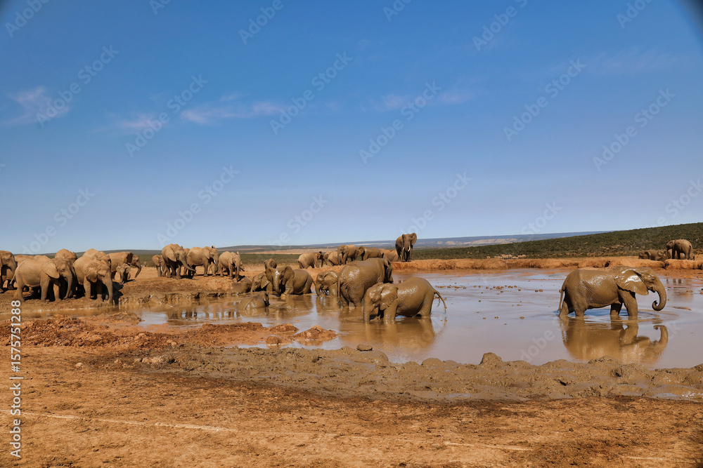 Obraz premium herd of elephants in mud lake in savannah