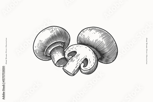 Whole and sliced champignon mushrooms. Hand drawn engraving illustration. Culinary ingredient and vegetarian food concept. Design for print, card, poster, banner