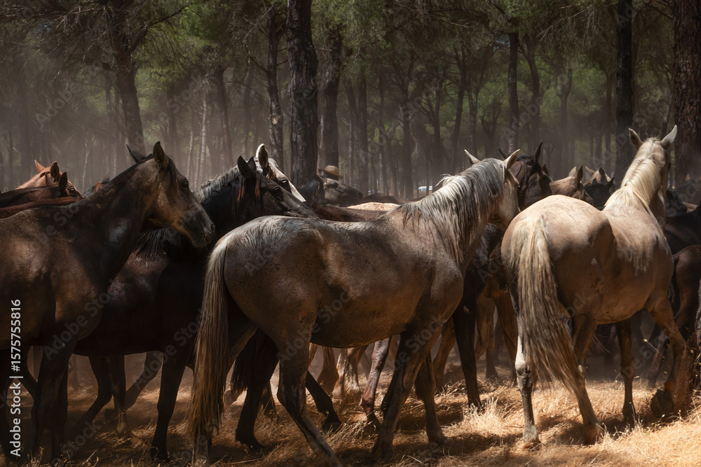 Φωτογραφία Riders drive a herd of horses through dusty pine woods during the annual Saca de las Yeguas in Almonte, Huelva, southern Spain