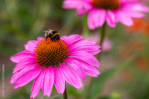 a bumblebee (bombus) sitting and harvesting on a coneflower blossom (echinacea)