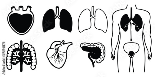 Comprehensive Line Icon Set of Human Organs for Medical and Educational Use Featuring Detailed Anatomical Representations on transparent background mega set human organ line icons perfect