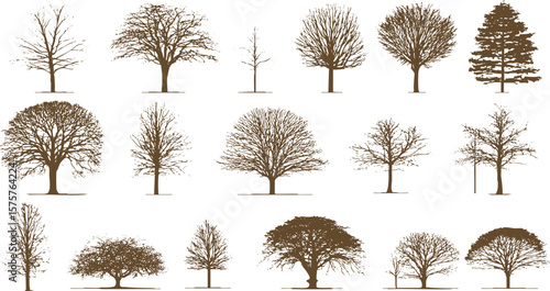 Silhouette of a dry tree with many branches. Vector illustration