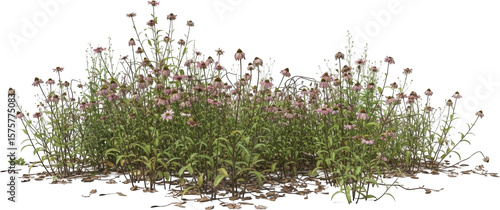 A dense patch of coneflower plants with pinkish purple blooms and green foliage