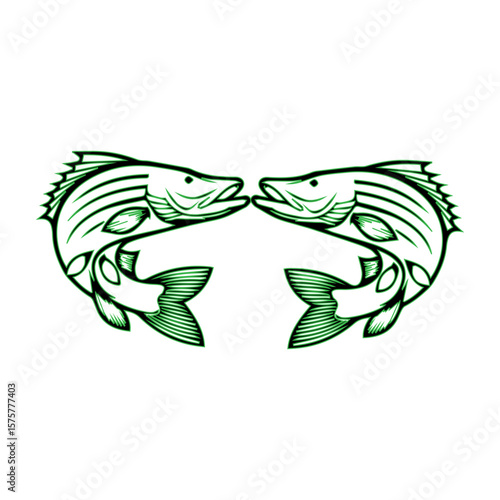 Barramundi, also known as white snapper, is a freshwater and brackish water fish found in the Indo-West Pacific region.