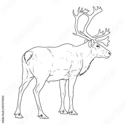 Graceful Foraging Caribou - Caribou vector - Caribou Line art - Caribou Drawing - Vector Lineart of Caribou - Caribou icon - illustrating natural behavior

