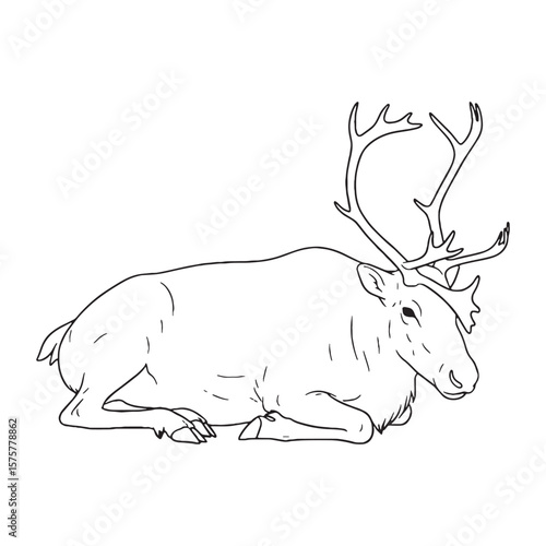 Depicting Caribou Migration - Caribou vector - Caribou Line art - Caribou Drawing - Vector Lineart of Caribou - Caribou illustration - showing vast journeys

