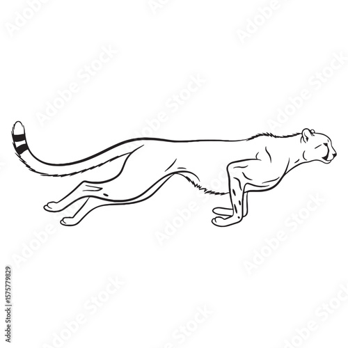 Vigilant Cheetah Behavior - Cheetah vector - Cheetah Line art - Cheetah Drawing - Vector Lineart of Cheetah - portraying alertness.

