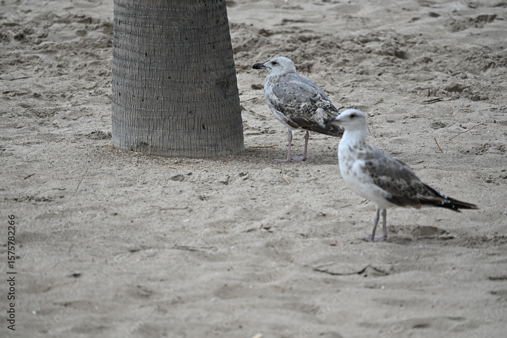 Obraz premium mewa szara na piasku na plaży przy palmie
