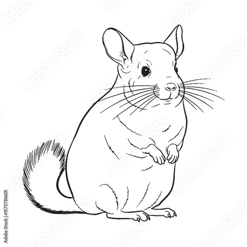 Versatile Design Element - Chinchilla vector - Chinchilla Line art - Chinchilla Drawing - Vector Lineart of Chinchilla - ideal for creative layouts.

