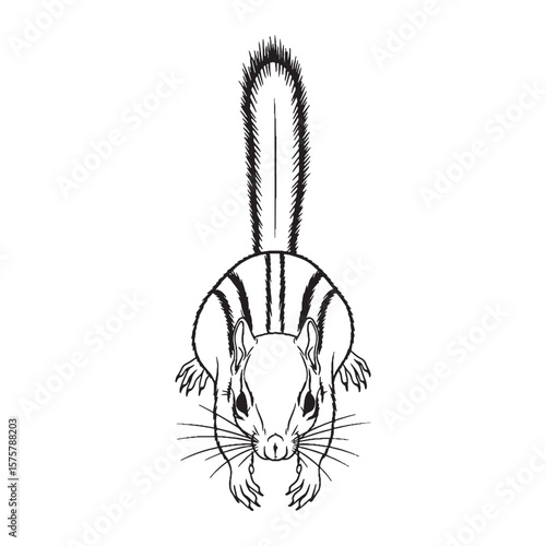 Enhance Storytelling - with this Narrative Chipmunk Vector - showcasing expressive Chipmunk Lineart for visual tales - a characterful Chipmunk Drawing - a lively Vector Lineart of Chipmunk.

