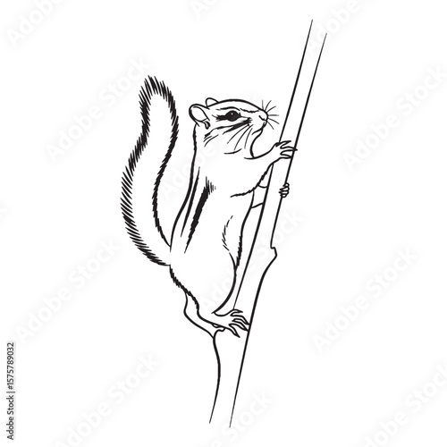 Explore an Agile Chipmunk Vector Graphic - with detailed Chipmunk Lineart for print media - an active Chipmunk Drawing - presenting compelling Vector Lineart of Chipmunk.

