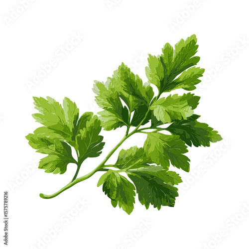 Fresh green parsley herb with detailed texture in realistic graphic style on white background, representing natural cooking and organic food