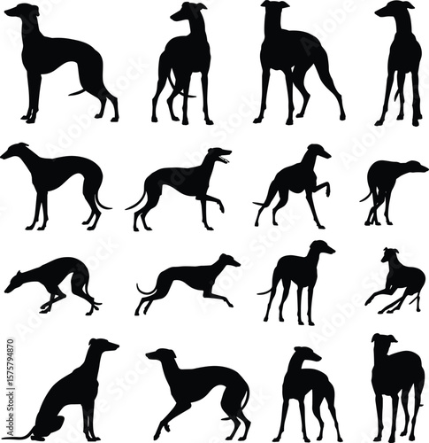 Greyhound dog silhouette set, vector illustration, various poses, pet animal collection, black isolated design, elegant sighthound, standing, running, sitting, walking, white background