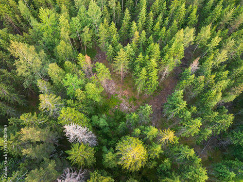Fototapeta Naklejka Na Ścianę i Meble -  Top-down drone shot of a boreal forest in Estonia showing a clearing from logging. Forestry and environmental concept.