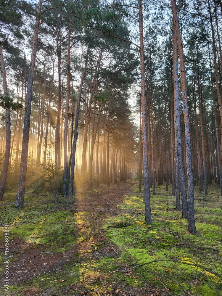 Obraz premium Sunrise in the pine forest 