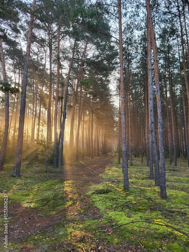 Sunrise in the pine forest 