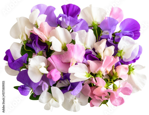 Top View of Mixed Color Sweet Pea Blossoms in Cluster, Flat Lay Style, Isolated on Transparent Background