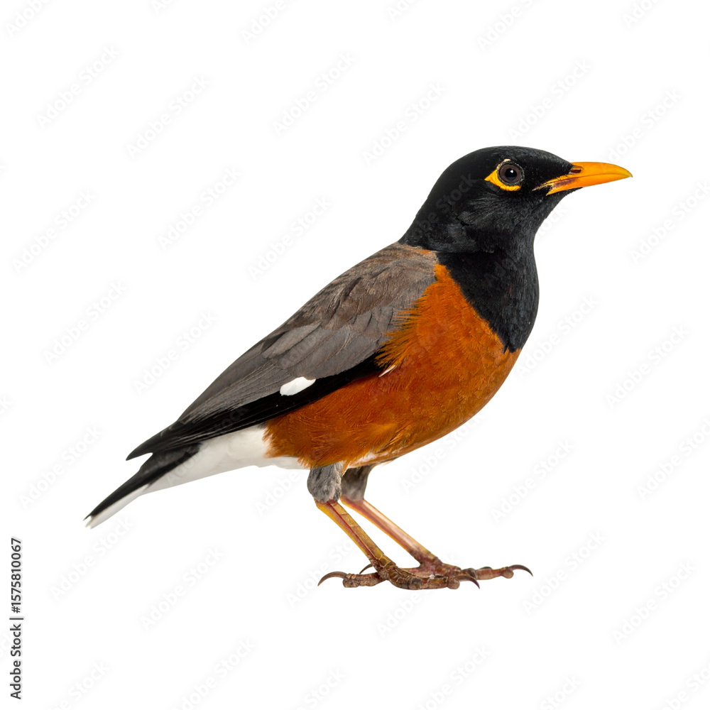 Fototapeta premium Realistic Small Bird