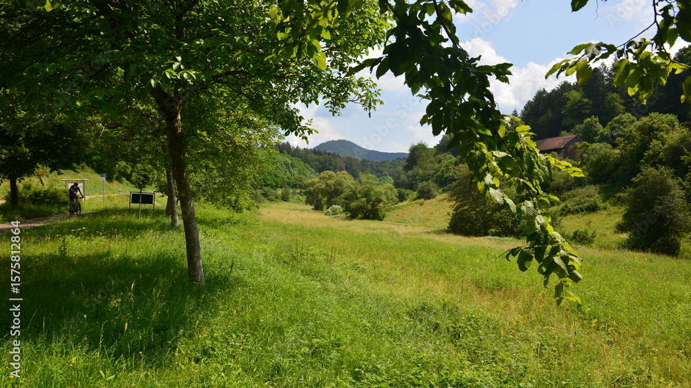 Fototapeta premium Pfälzer Wald_038 