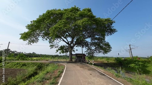 Scenic Rural Road with Majestic Tree in Countryside Landscape