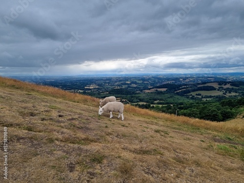 Sheeps on the hill