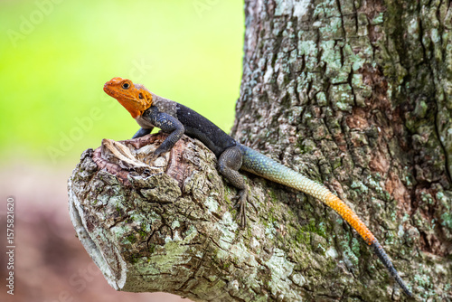 Obraz na plátně Agama agama Lizard Resting on Tree Trunk