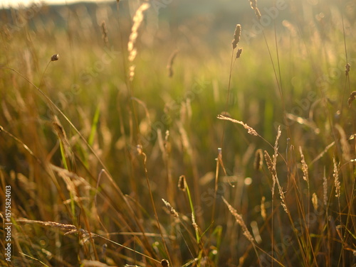 Evening sunlit views of wild grasses on a warm summer day in July, not quite sunset but the strong sun is low in the sky creating long shadow and beautiful images, no people