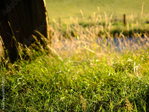 Evening sunlit views of wild grasses on a warm summer day in July, not quite sunset but the strong sun is low in the sky creating long shadow and beautiful images, no people