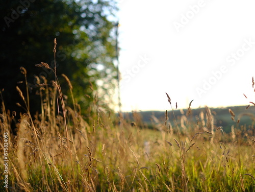 Evening sunlit views of wild grasses on a warm summer day in July, not quite sunset but the strong sun is low in the sky creating long shadow and beautiful images, no people