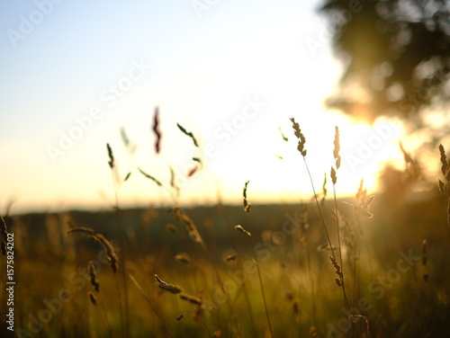 Evening sunlit views of wild grasses on a warm summer day in July, not quite sunset but the strong sun is low in the sky creating long shadow and beautiful images, no people